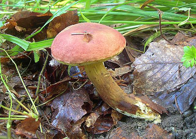 Funghi trasformisti , necrofili e sterili